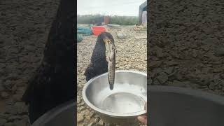 cormorants cormorantfishing [upl. by Itsirc105]