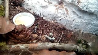 Camponotus Cruentatus La Merienda [upl. by Lerraf]