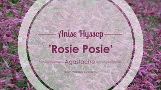 Rosie Posie Agastache  Walters Gardens [upl. by Ulberto962]