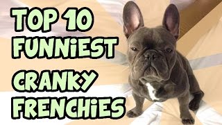 TOP 10 CRANKIEST FRENCH BULLDOGS [upl. by Korie]