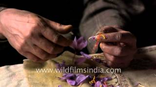 Removing stamens from Saffron crocus flowers to extract the spice [upl. by Ojoj]