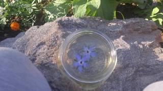 How to make Borage Herb Tinctures [upl. by Hennessy]