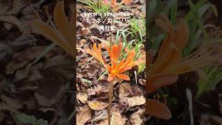 Lycoris sanguinea var koreana 꽃말quot초가을의 그리움quot💕 狐の剃刀Orangeflower surprise lily가재무릇 상사화 꽃이름 花の名前 [upl. by Yatnuhs]