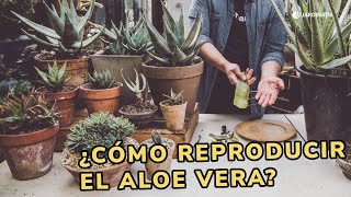 ¿Cómo REPRODUCIR ALOE vera 🌿 ¡Tres formas de reproducir esta suculenta 🌱 👩‍🌾 Jardinatis [upl. by Omolhs]