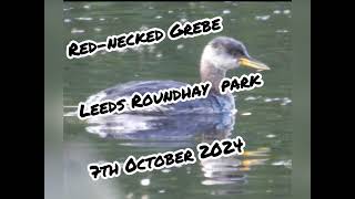 Rednecked Grebe Leeds Roundhay Park 7th October 2024 [upl. by Vtarj]