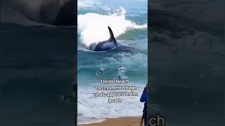 Florida beach The moment a huge whale appears on the beach florida shortvideo [upl. by Hagile]