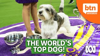 The Top Dogs From The Westminster Dog Show [upl. by Peyter]