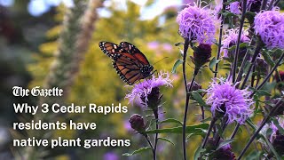 Why these 3 Cedar Rapids residents have native plant gardens [upl. by Daugherty918]