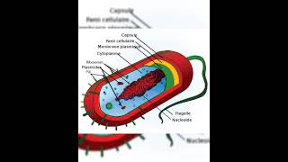 résumé de lintroduction de la biologie cellulaire S1 L1 🦠🧬🦠🧫🥀 [upl. by Ahsaekal910]