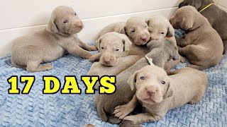 Our Weimaraner Puppies Opened Their Eyes and They Run [upl. by Ahcropal918]