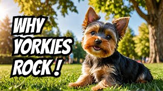 Why You Should Get A Yorkie🐶 [upl. by Ahsiemaj326]