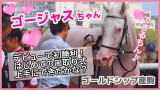 【ゴージャスちゃん】はじめての口取り式上手にできたかな？ゴールドシップ産駒の白毛馬🤍20240916月中京5レース2歳新馬 [upl. by Tiphany]