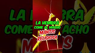 🦟Los Secretos Impactantes de las Mantis Religiosas🙏 [upl. by Addia]