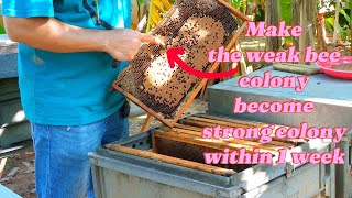 How to make the weak bee colony become stronger colony within one week Beekeeper 3bfarm [upl. by Liag]