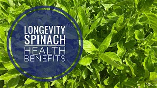 Longevity Spinach  Gynura Procumbens  Superfood  Health Benefits [upl. by Bronnie]