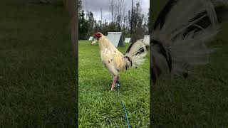 White Black Friday Gonsalves Farm Beautiful Birds Owner Dylan Went chicken farm [upl. by Ataga]