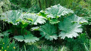 SPECTACULAIRE PLANTE GÉANTE POUR LES SOLS HUMIDES  DÉCOUVREZ LE GUNNERA [upl. by Ahsaya]