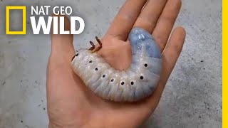 Watch a Hercules Beetle Metamorphose Before Your Eyes  Nat Geo Wild [upl. by Tandi395]