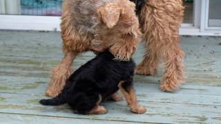 AIREDALE PUPPIES FIRST DAY OUTSIDE [upl. by Pacian]