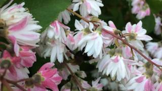 Deutzia Scabra Les Bourdons Attaquent [upl. by Abebi256]