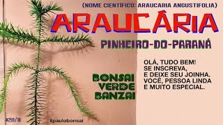 COMO É O PINHEIRO DO PARANÁ  ARAUCÁRIA Araucaria angustifolia [upl. by Iridissa]