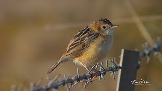 Golden headed Cisticola Cisticola exilis Hd Video clip11 Australian Bird Media [upl. by Aihtnyc]