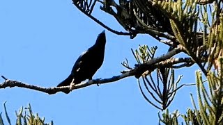 Satin Bowerbirds at Mount Glorious [upl. by Arik103]