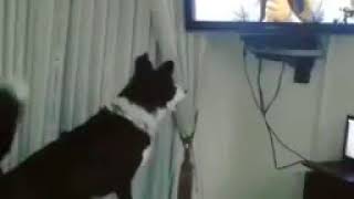 Dog Recognizes Owner on Video Chat  988579 [upl. by Nnylirehs474]