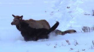 Wolf vs Elk SHOWDOWN  Deadliest Showdowns  BBC Earth Unplugged [upl. by Eldoria]