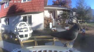 Daily Birdwatching  Netvue Birdfy Birdfeeder Cam  October 25 2024 [upl. by Jarrell]