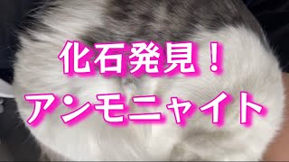 絶滅したはずの！？【脇にアンモニャイト】【🇲🇾森猫おはぎの遊雅な日常 in Malaysia】 Ammonite Cat 猫と海外移住 アンモニャイトnorwegianforestcat [upl. by Selinski116]