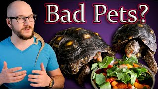 Dont Get A Pet Tortoise Until You Watch This [upl. by Nogam]