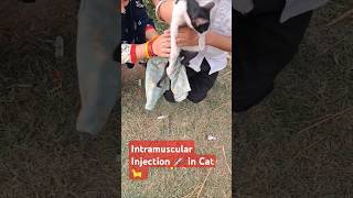 Intramuscular Injection in Cat  How to give Injection in Cat 🐈 [upl. by Finnigan]