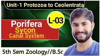 Porifera L3Complete SyconCanal System StructureNutritionampReproduction5th Sem Zoo Unit1 [upl. by Acie]