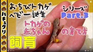 トカゲの赤ちゃんの育て方★ゼノガマの繁殖 3 生まれたてのベビーの飼育方法 Xenagama taylori Hacching Baby 3【爬虫類ペット】 [upl. by Lamar]