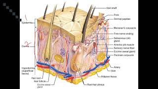 Chapter 3  Integumentary System Physiology [upl. by Adamis333]