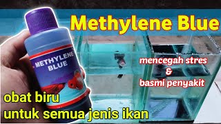 Obat biru untuk semua jenis ikan l Methylene blue [upl. by Anelak84]