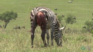 Zebras Natures Ultimate Prey  Horrifying Planet  Ep 1 [upl. by Newlin]