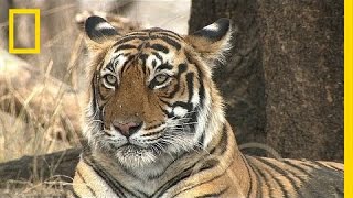 Can Indias Tigers and Tourists Get Along  National Geographic [upl. by Caasi]