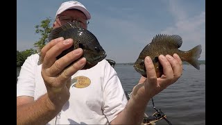 Reelfoot Lake Slab Bluegill [upl. by Manara18]