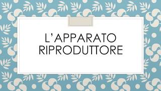 L’apparato riproduttore [upl. by Oriaj]