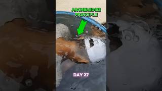 Archimedes principle inside water🤣science shorts englishorspanish experiment [upl. by Naraj]