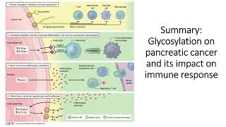 Glycosylation in pancreatic cancer cells and its impact on Immune Response code 514 [upl. by Aerdnac]