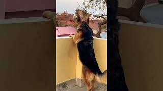 German Shepherd dog barking  gsd dog barking  dog barking  puppy barking [upl. by Anialahs]