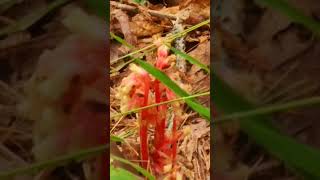 Pine sap is very colorful fungusnature fungus mushroom [upl. by Klaus]