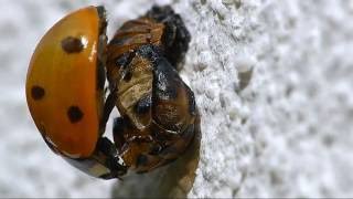 De la ponte dune coccinelle à 7 points jusquà la naissance dune nouvelle coccinelle [upl. by Wrdna]