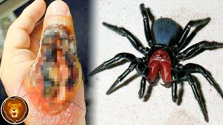 Las 10 Picaduras De Araña Más Venenosas Del Mundo [upl. by Pero]