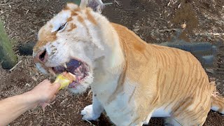 HAND FEEDING ADULT LIONS TIGERS amp JAGUARS  WHAT HAPPENS [upl. by Haidadej38]