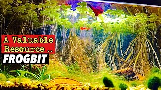 Amazon Frogbit Care and How this Floating Plant Can be a VALUABLE RESOURCE for your Aquarium [upl. by Neros]