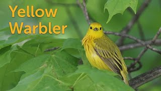 Yellow Warbler Sweet Singer [upl. by Lletnahs]